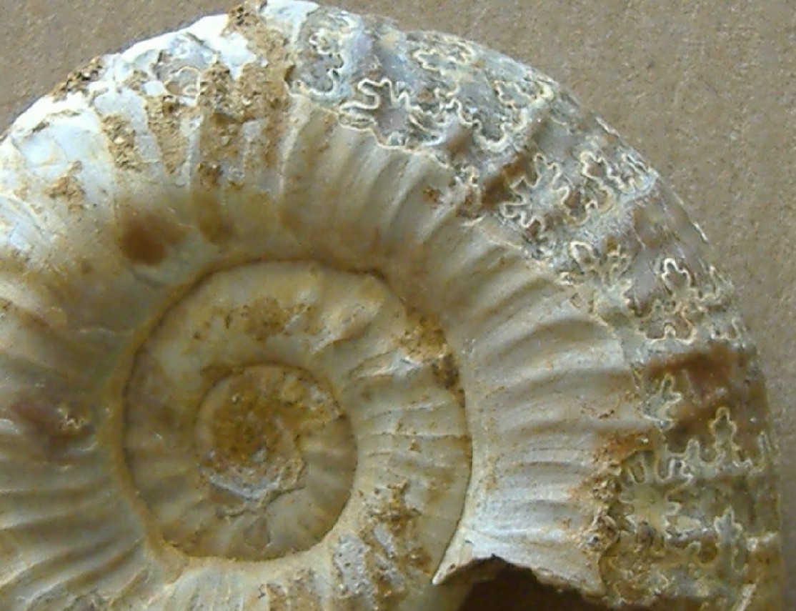 AMMONITE 1